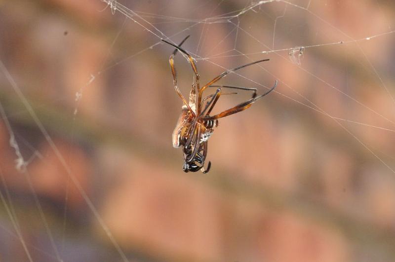 Nephila_plumipes_D5568_Z_90_Wellington Point Esplanada_Australie.jpg